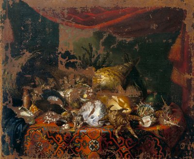 Shells by Bartolomeo Bimbi